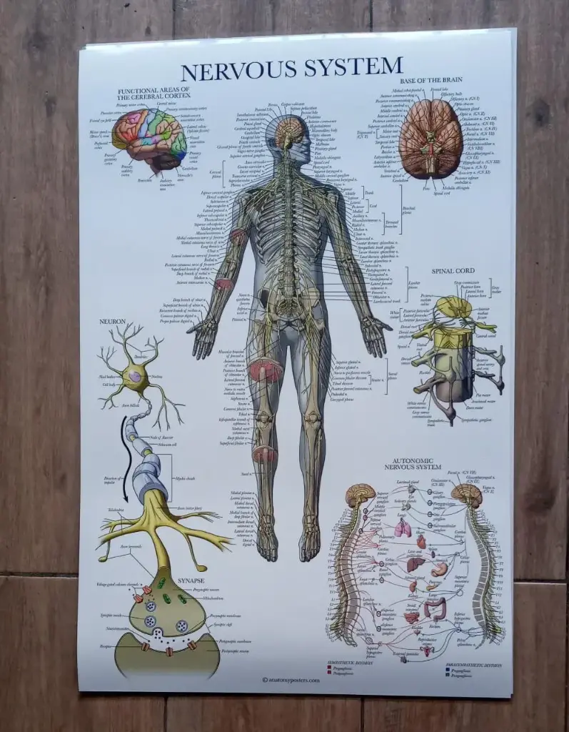  Poster de anatomia Sistema  endocrino/ nervioso 