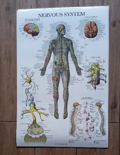  Poster de anatomia Sistema  endocrino/ nervioso 